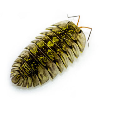 Troglodillo Sp. Green Spot